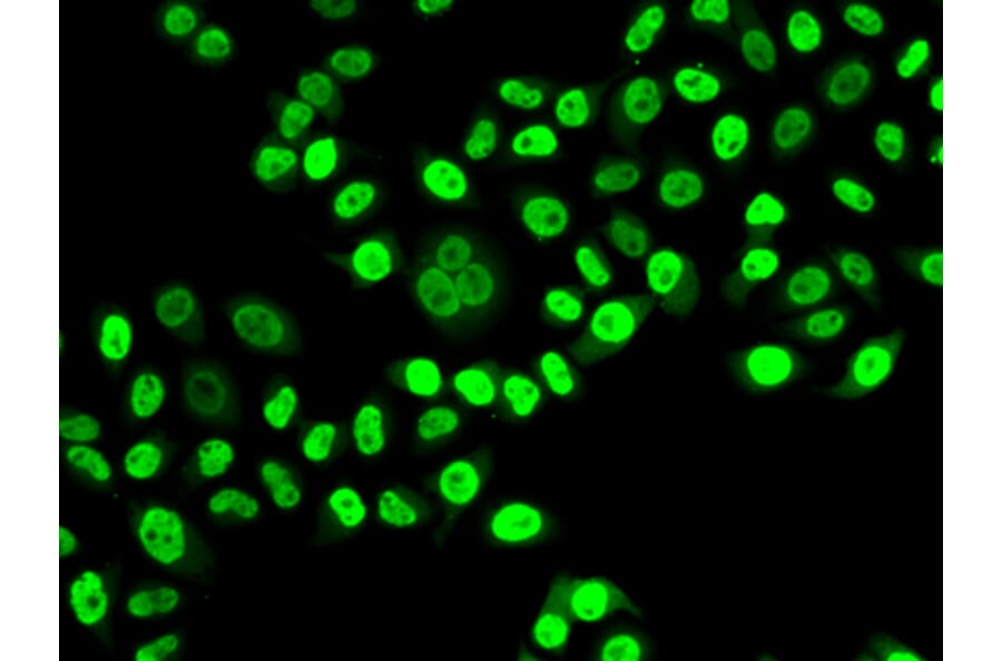 Immunofluorescence - Anti-NUDC Antibody (A6678) - Antibodies.com
