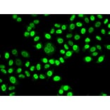 Immunofluorescence - Anti-NUDC Antibody (A6678) - Antibodies.com