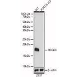 Western Blot - Anti-PDCD6/ALG-2 Antibody (A15330) - Antibodies.com