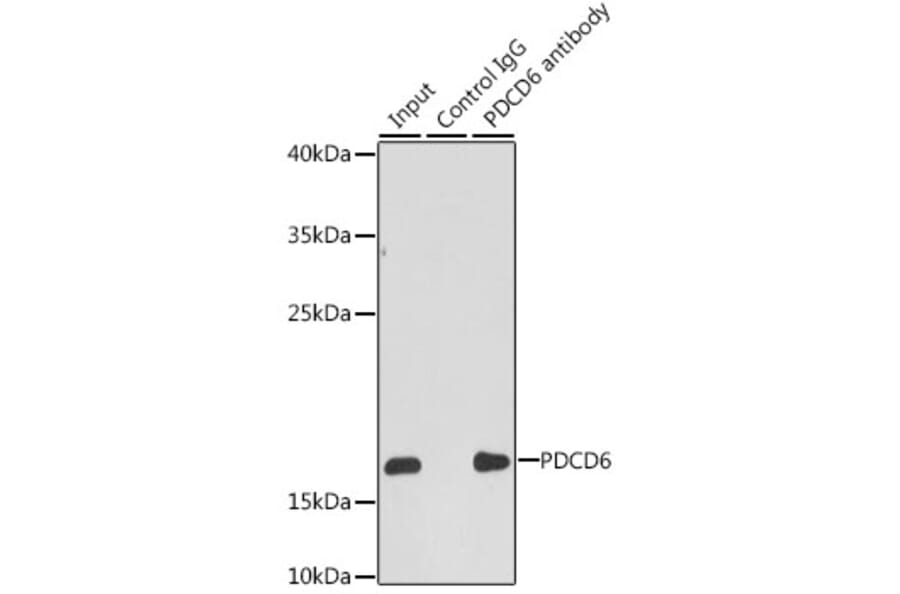 Western Blot - Anti-PDCD6/ALG-2 Antibody (A15330) - Antibodies.com
