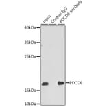 Western Blot - Anti-PDCD6/ALG-2 Antibody (A15330) - Antibodies.com