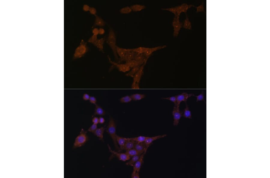Immunofluorescence - Anti-Phosphoribosyl pyrophosphate amidotransferase Antibody (A15332) - Antibodies.com