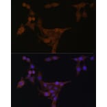 Immunofluorescence - Anti-Phosphoribosyl pyrophosphate amidotransferase Antibody (A15332) - Antibodies.com