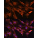 Immunofluorescence - Anti-PPM1A Antibody (A15333) - Antibodies.com