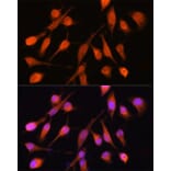 Immunofluorescence - Anti-PPM1A Antibody (A15333) - Antibodies.com