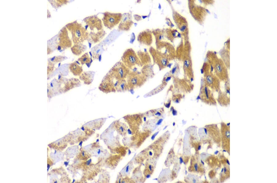 Immunohistochemistry - Anti-Myosin Phosphatase Antibody (A15334) - Antibodies.com