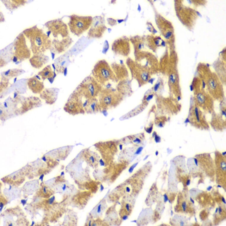 Immunohistochemistry - Anti-Myosin Phosphatase Antibody (A15334) - Antibodies.com
