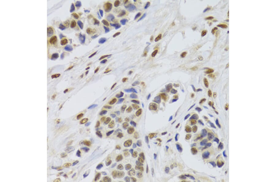 Immunohistochemistry - Anti-PPP1R8 Antibody (A6701) - Antibodies.com