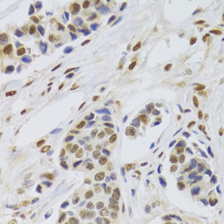 Immunohistochemistry - Anti-PPP1R8 Antibody (A6701) - Antibodies.com