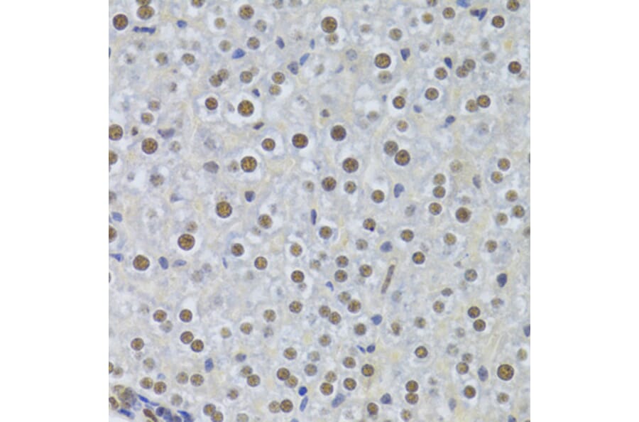 Immunohistochemistry - Anti-PPP1R8 Antibody (A6701) - Antibodies.com