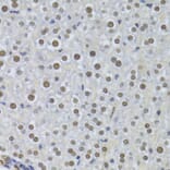 Immunohistochemistry - Anti-PPP1R8 Antibody (A6701) - Antibodies.com