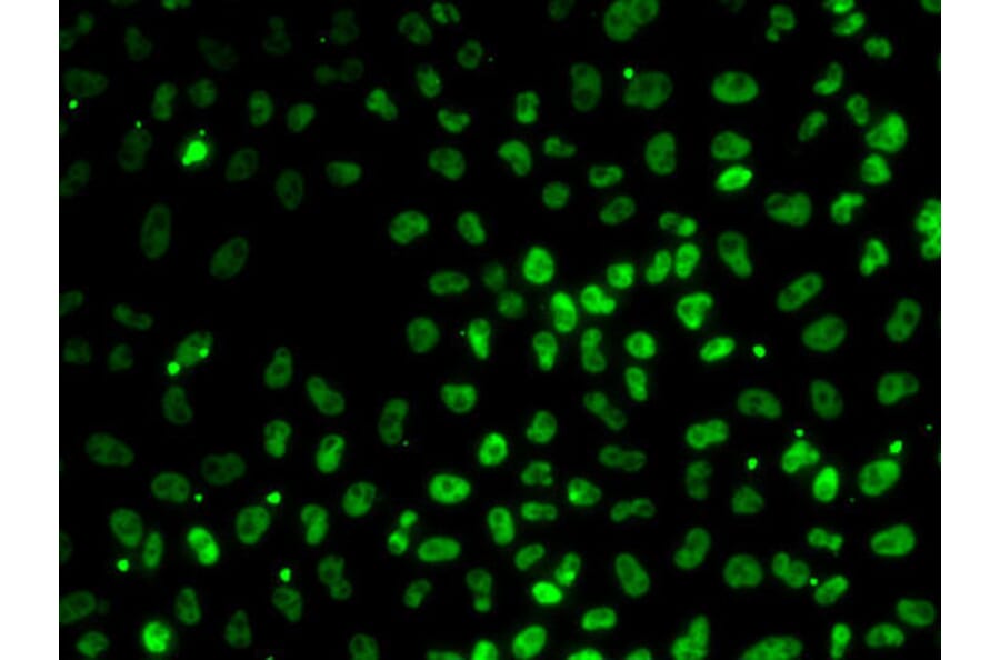 Immunofluorescence - Anti-PPP1R8 Antibody (A6701) - Antibodies.com