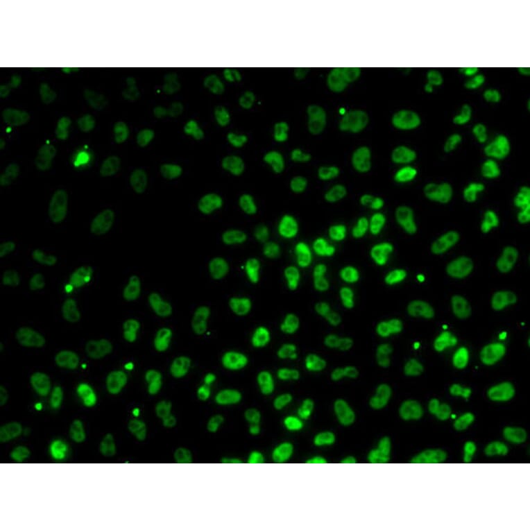 Immunofluorescence - Anti-PPP1R8 Antibody (A6701) - Antibodies.com