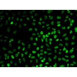 Immunofluorescence - Anti-PPP1R8 Antibody (A6701) - Antibodies.com