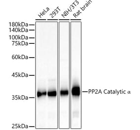 Western Blot - Anti-PP2A-alpha Antibody (A15336) - Antibodies.com