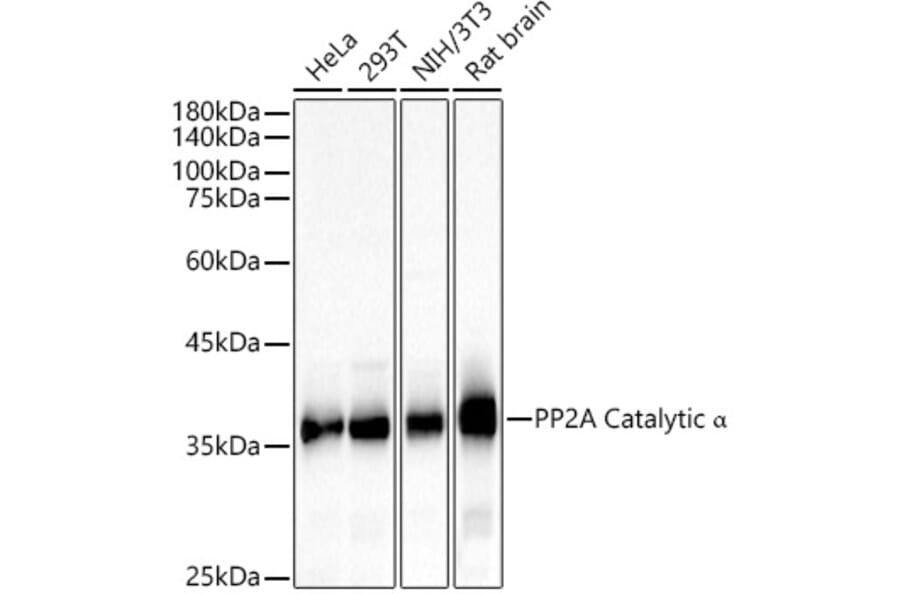 Western Blot - Anti-PP2A-alpha Antibody (A15336) - Antibodies.com
