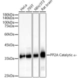 Western Blot - Anti-PP2A-alpha Antibody (A15336) - Antibodies.com