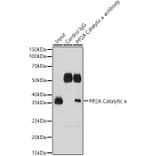 Western Blot - Anti-PP2A-alpha Antibody (A15336) - Antibodies.com