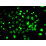Immunofluorescence - Anti-PPP2R1B Antibody (A6703) - Antibodies.com