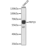 Western Blot - Anti-PRP19 Antibody (A15338) - Antibodies.com