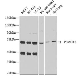 Western Blot - Anti-PSMD12 Antibody (A15339) - Antibodies.com
