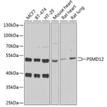 Western Blot - Anti-PSMD12 Antibody (A15339) - Antibodies.com