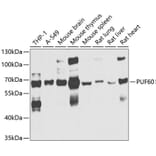 Western Blot - Anti-PUF60/FIR Antibody (A15340) - Antibodies.com