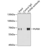 Western Blot - Anti-PUF60/FIR Antibody (A15340) - Antibodies.com