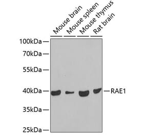 Western Blot - Anti-RAE1 Antibody (A15343) - Antibodies.com