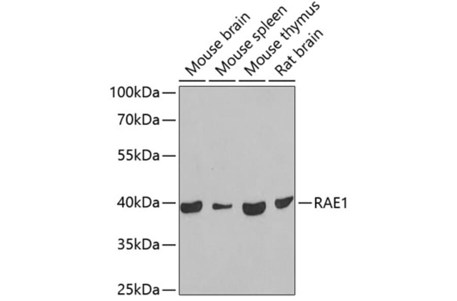Western Blot - Anti-RAE1 Antibody (A15343) - Antibodies.com