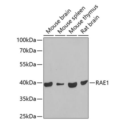 Western Blot - Anti-RAE1 Antibody (A15343) - Antibodies.com