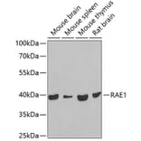 Western Blot - Anti-RAE1 Antibody (A15343) - Antibodies.com