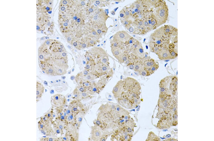 Immunohistochemistry - Anti-Rapsyn Antibody (A15345) - Antibodies.com