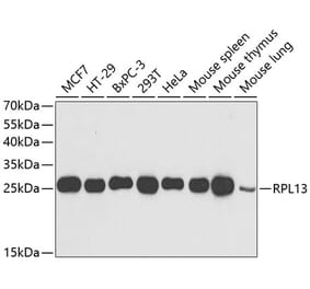 Western Blot - Anti-RPL13 Antibody (A15348) - Antibodies.com