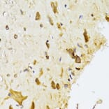 Immunohistochemistry - Anti-RPL13 Antibody (A15348) - Antibodies.com