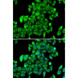 Immunofluorescence - Anti-RPL13 Antibody (A15348) - Antibodies.com