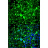 Immunofluorescence - Anti-RPLP1 Antibody (A15349) - Antibodies.com