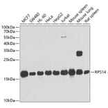 Western Blot - Anti-RPS14 Antibody (A15351) - Antibodies.com