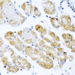 Immunohistochemistry - Anti-RPS2 Antibody (A15352) - Antibodies.com