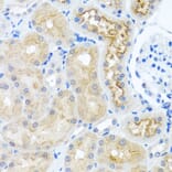 Immunohistochemistry - Anti-RPS2 Antibody (A15352) - Antibodies.com