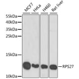 Western Blot - Anti-RPS27/MPS1 Antibody (A15353) - Antibodies.com