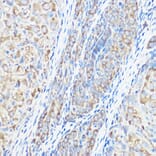 Immunohistochemistry - Anti-Seryl-tRNA synthetase/SERS Antibody (A15355) - Antibodies.com