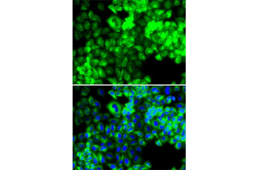 Immunofluorescence - Anti-Seryl-tRNA synthetase/SERS Antibody (A15355) - Antibodies.com