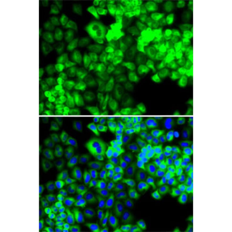 Immunofluorescence - Anti-Seryl-tRNA synthetase/SERS Antibody (A15355) - Antibodies.com