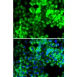 Immunofluorescence - Anti-Seryl-tRNA synthetase/SERS Antibody (A15355) - Antibodies.com