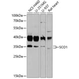 Western Blot - Anti-SCO1 Antibody (A15356) - Antibodies.com
