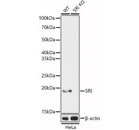 Western Blot - Anti-SR1 Antibody (A15361) - Antibodies.com