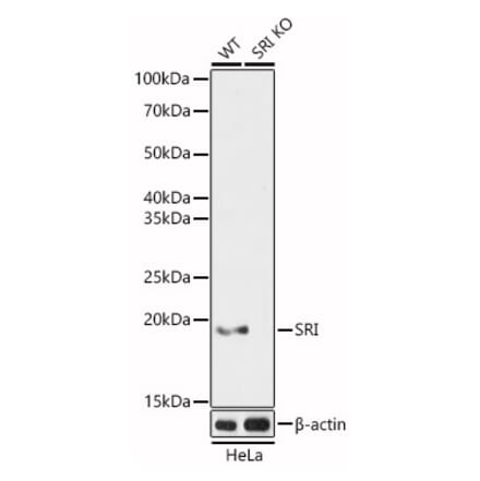 Western Blot - Anti-SR1 Antibody (A15361) - Antibodies.com