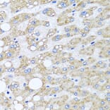 Immunohistochemistry - Anti-SR1 Antibody (A15361) - Antibodies.com
