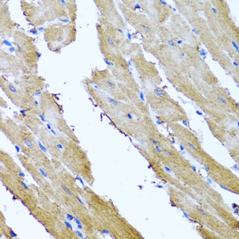 Immunohistochemistry - Anti-SR1 Antibody (A15361) - Antibodies.com